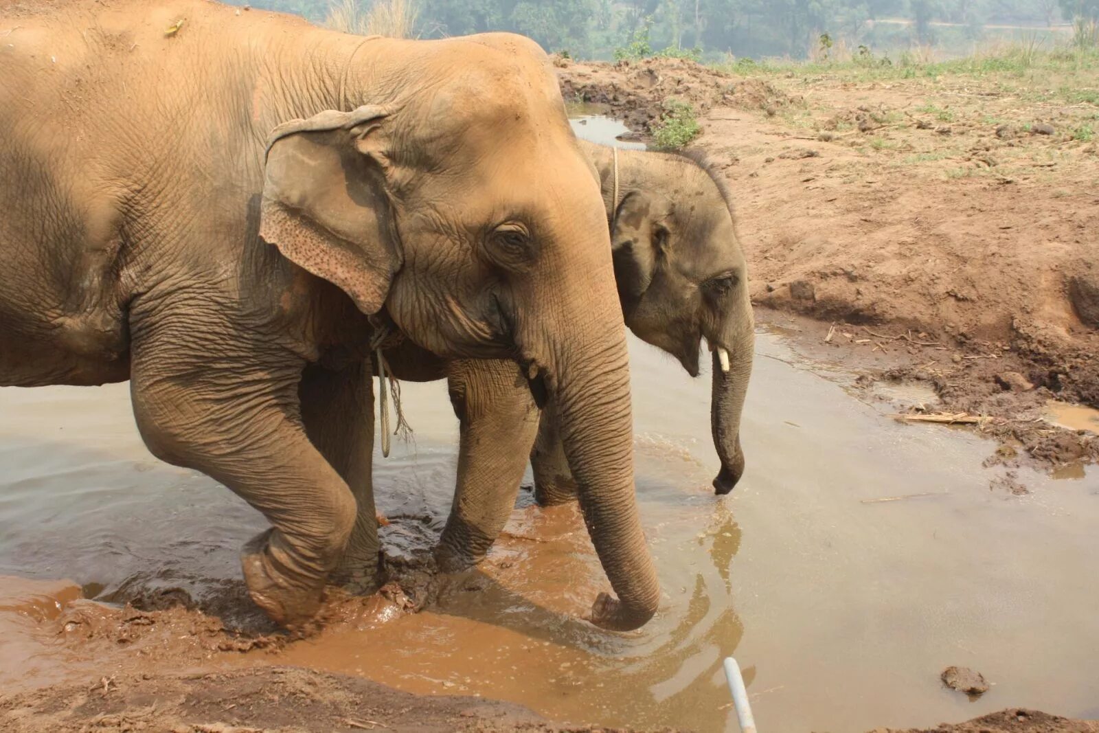 Счастливый слон. Happy Elephants. Счастливый слон Пенза. Должны быть счастливы дети слон. Happy elephant