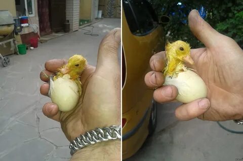 Сколько часов вылупляется цыпленок