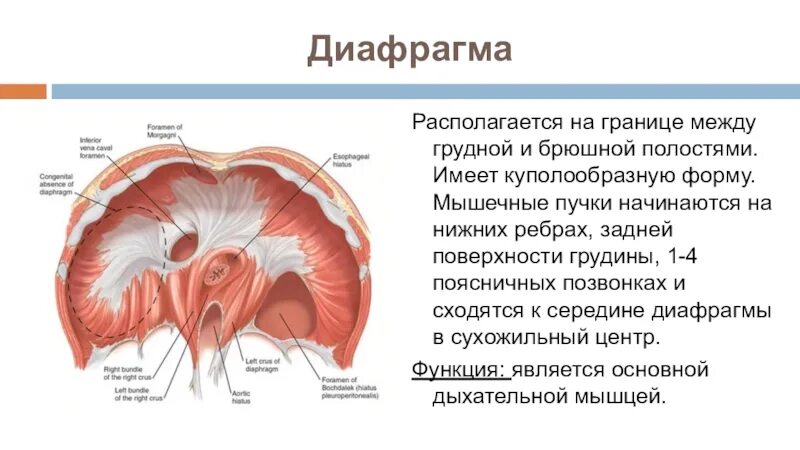 Диафрагма какая система органов. Диафрагма какая система органов