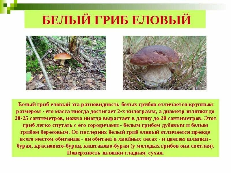 Белый гриб доклад. Сообщение о грибах. Рассказ о белом грибе. Белый гриб рассказ 3 класс окружающий мир. Рассказ о белом грибе.