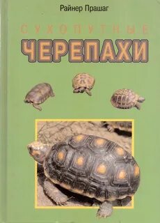 Автор черепахи