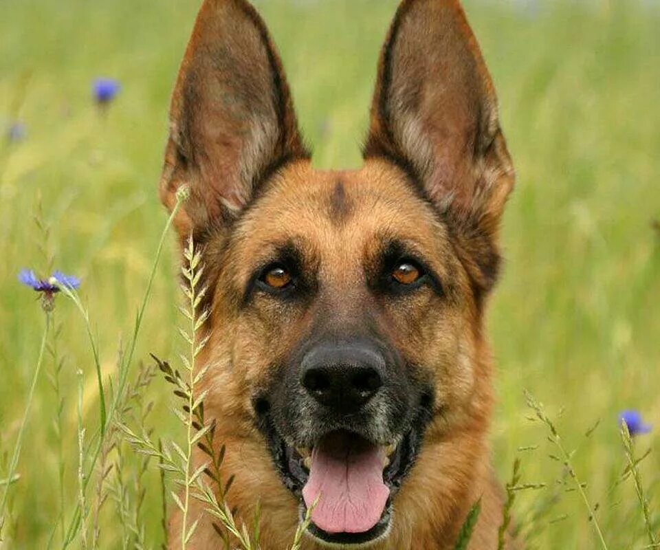 немецкая овчарка анфас. баварская овчарка shepherd. морда овчарки. морда собаки овчарки. шилонская овчарка.