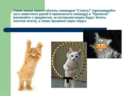 Котики в прямую линию учи