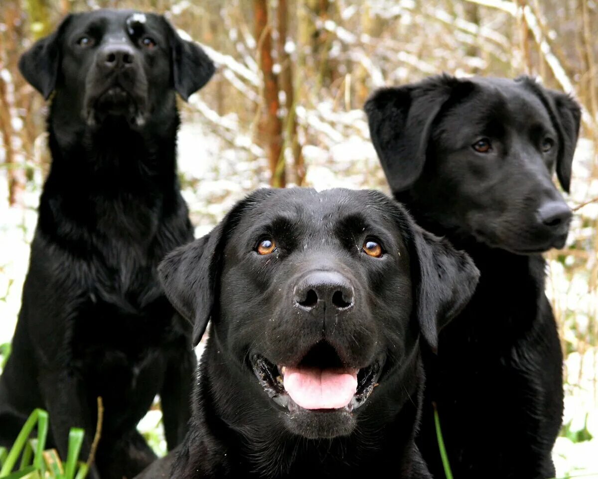 Название собак породы лабрадор. Лабрадор ретривер. Лабрадор ретривер черный. Порода лабрадор ретривер черный. Лабрадор чёрный порода собака.