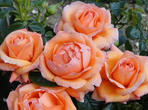 Галерея - Lady of Shalott (AUSnyson) - Энциклопедия роз