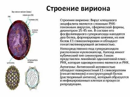 Энцефалит возбудитель