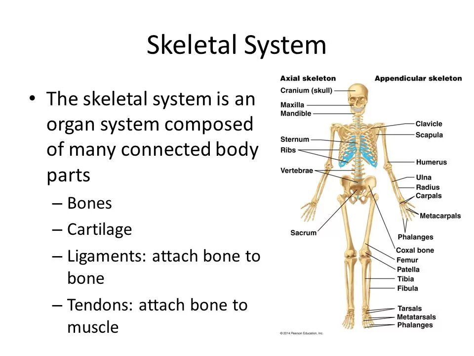 Systems перевод на русский с английского. Skeleton System. Parts of Skeleton System. Functions of the skeletal System. Structure of skeletal System.