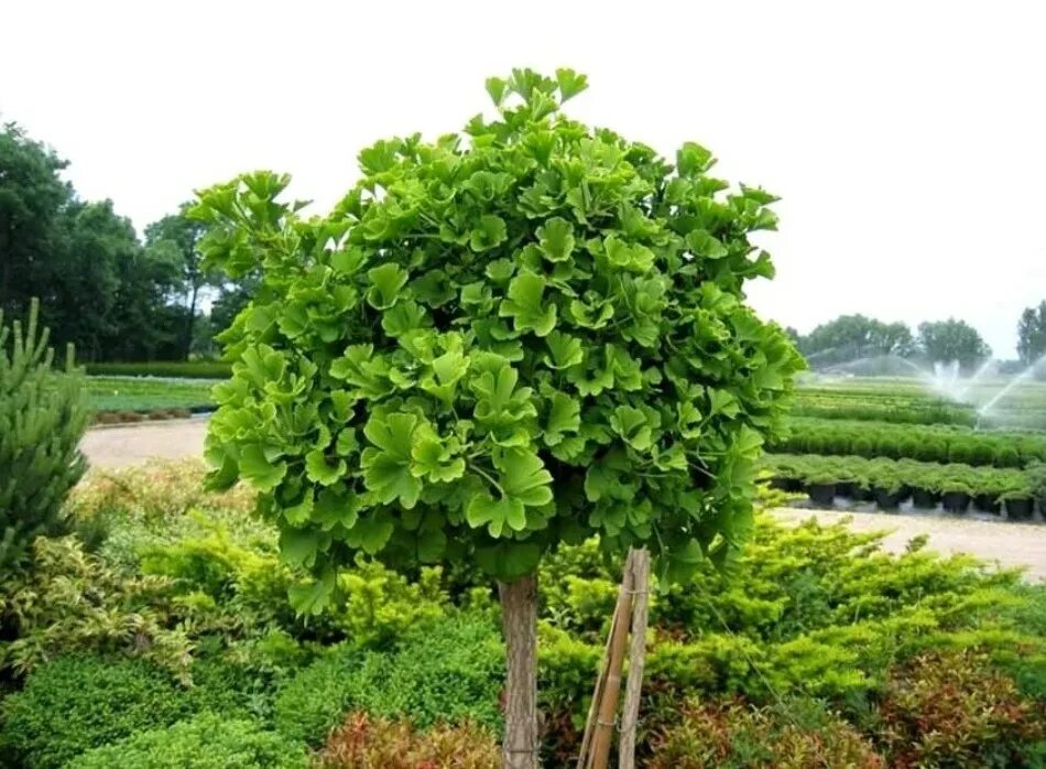 Гинкго хвойное. Гинкго билоба (Ginkgo Biloba). Гинкго двулопастный дерево. Гинкго билоба дерево. Гинкго двулопастное (Ginkgo Biloba).