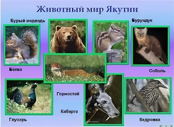 Животные якутии фото и описание