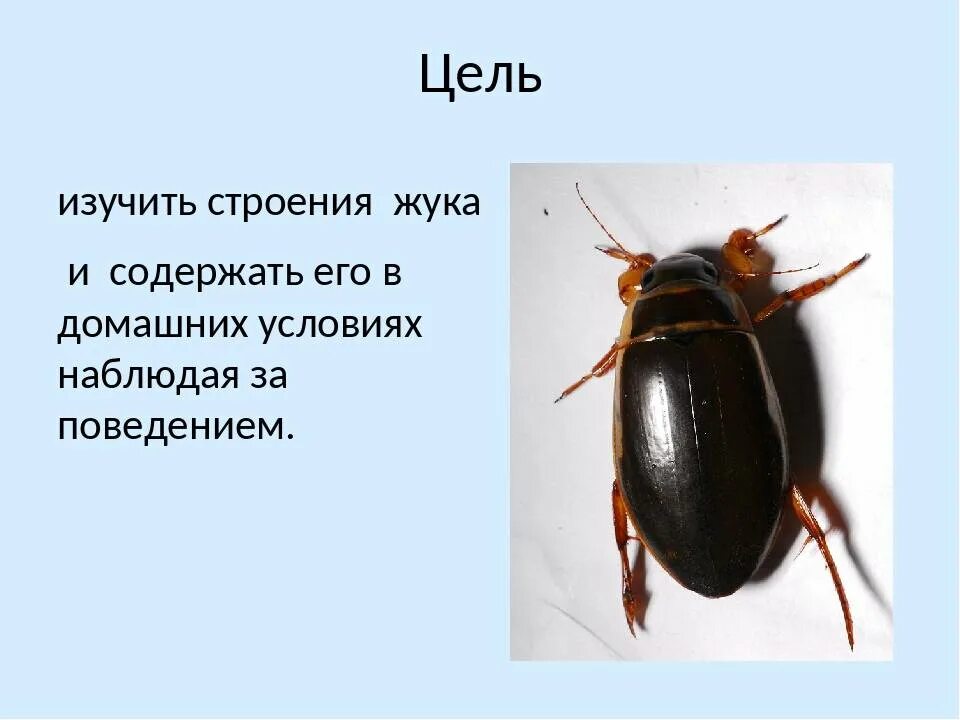 Какие среды освоили жуки. Жук плавунец строение тела. Строение жука плавунца. Внутреннее строение жука плавунца. Внешнее строение жука плавунца.