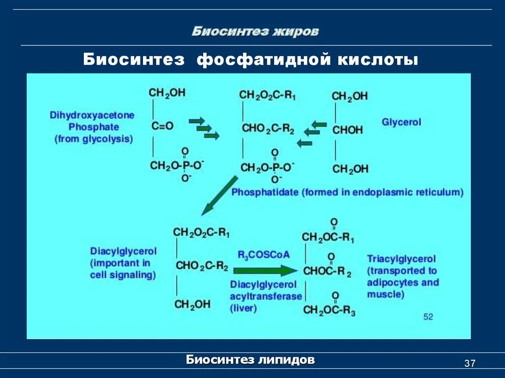 Биосинтез жиров. Биосинтез фосфатидной кислоты. Биосинтез липидов. Биосинтез липидов биохимия.