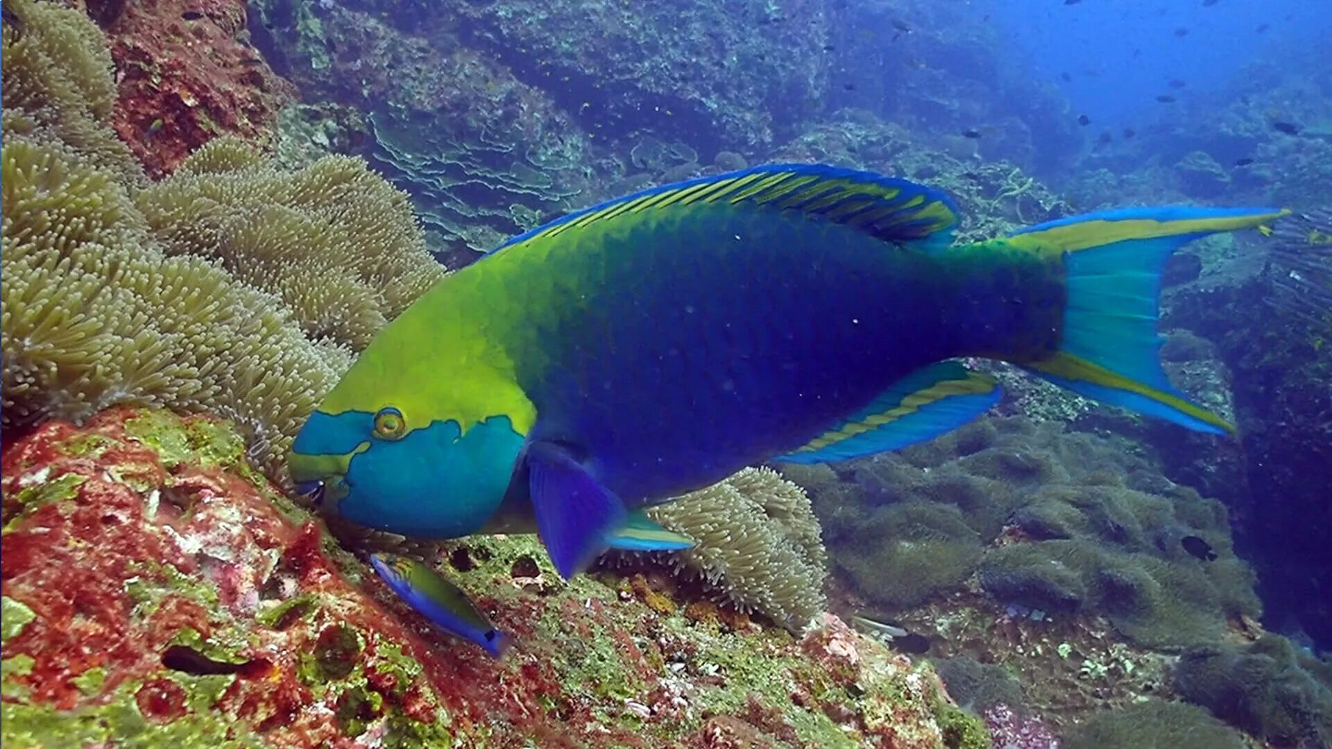 Polaris parrotfish