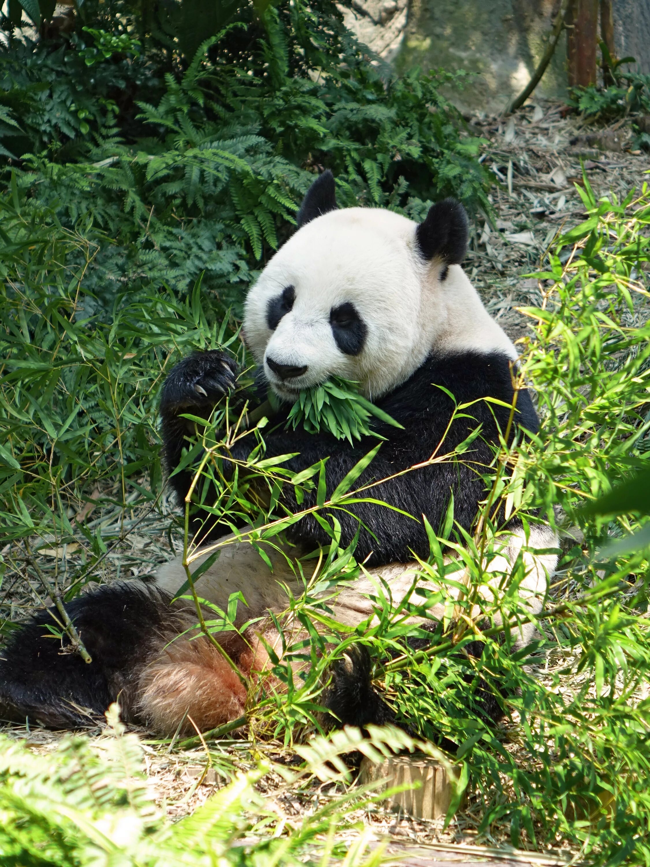 Большая панда живет. Большая китайская Панда. Панди панди. Азиатская Панда. Образ жизни панды.