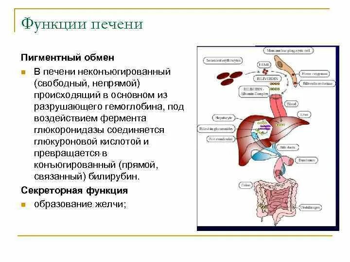 Функции печени. Специфические функции печени. Процессы происходящие в печени. Ферментная функция печени. Повышение ферментов печени