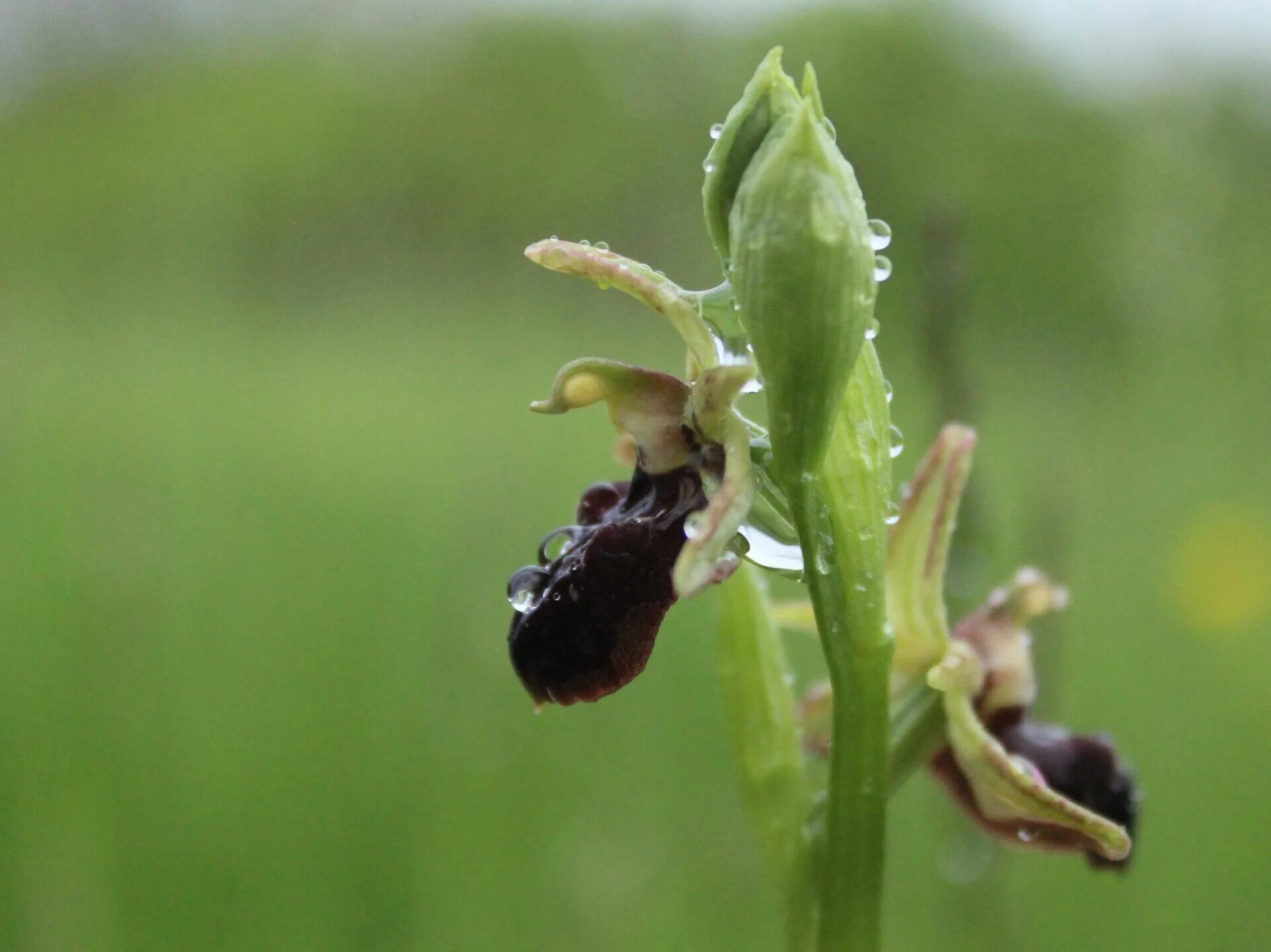 Орхидея хары бюль бюль. Хары бюль бюль символ. Орхидея хары бюль бюль. Харе бюль бюль. Хары булбул цветок.