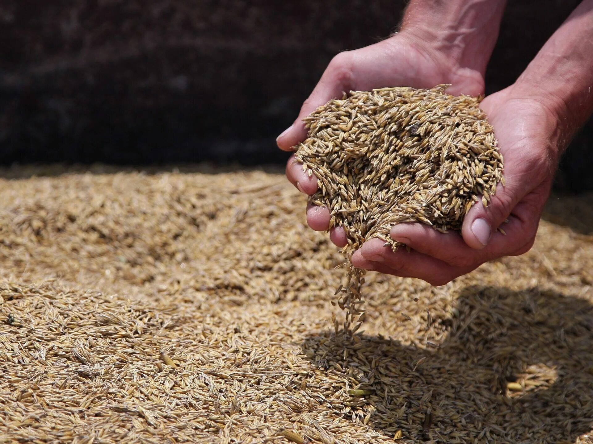 Семена сельхозкультур. Пшеница зерно. Запасы зерна. Заготовка зерна.