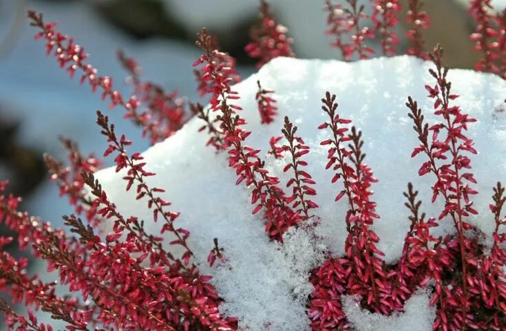 Вереск зимой фото Верески на снегу...Розовые на белом... Клематисы-музыка для души. Дзен