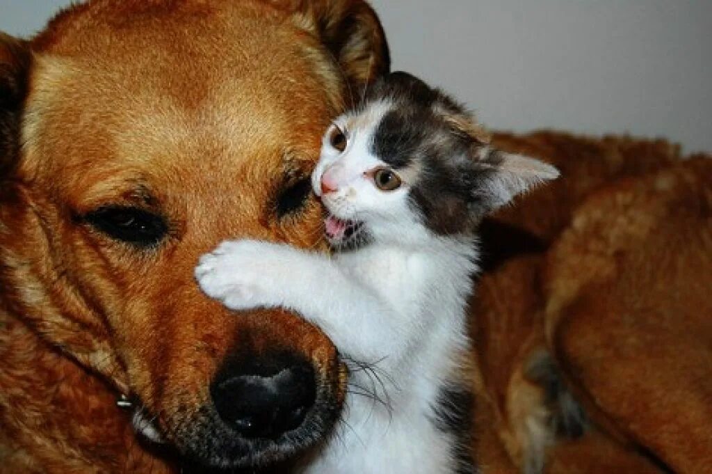Дружба кота и собаки. Дружба кота и собаки. Кошки и собаки. Кошки и собаки. Щенок и котенок.
