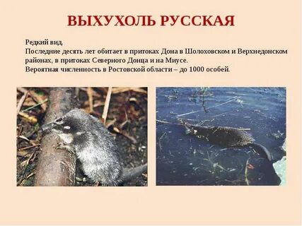 Животные из красной книги ростовской