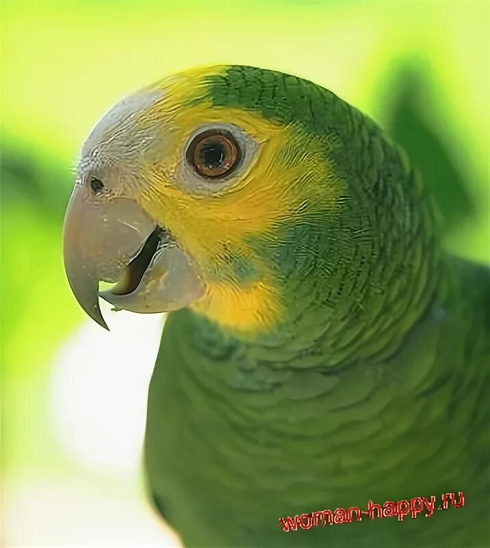 Поссум кускус. Древесный кенгуру. Группа шимпанзе. Коала. Волосатая горилла.