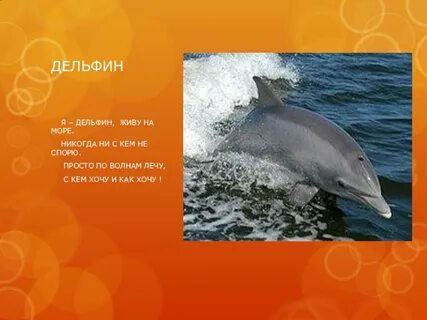 Дельфин лето