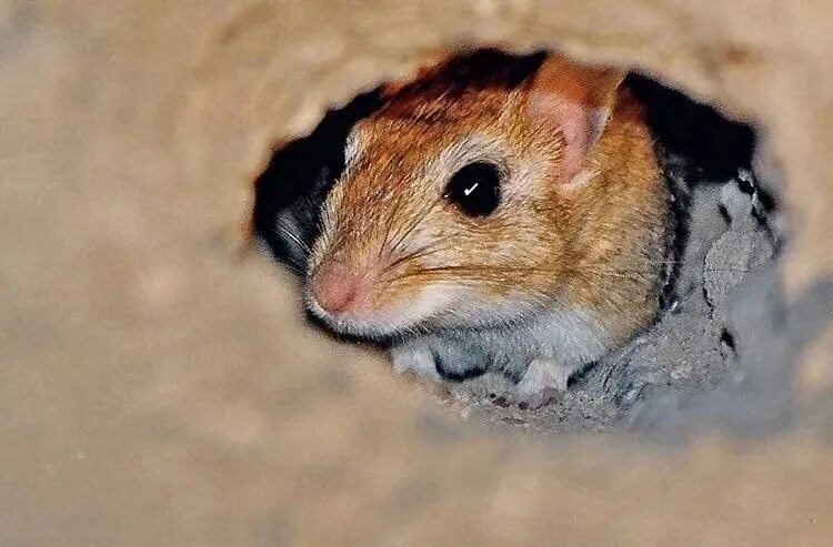 Мышиные норы на участке. Московский зоопарк грызуны. Microtus arvalis. Беспозвоночные разных видов поселяются в норах грызунов. Туко-туко.