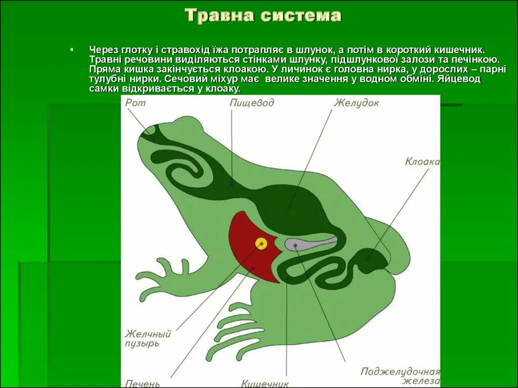 Земноводные печень. Земноводные пищеварительная система. Пищеварительная система лягушки. Органы пищеварительной системы земноводных. Строение пищевода лягушки.