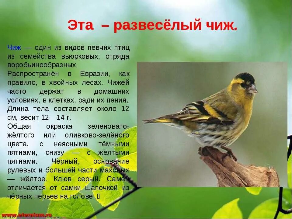 Siskin - Carduelis spinus More photographs on my website .. Pretty birds, Pet bi