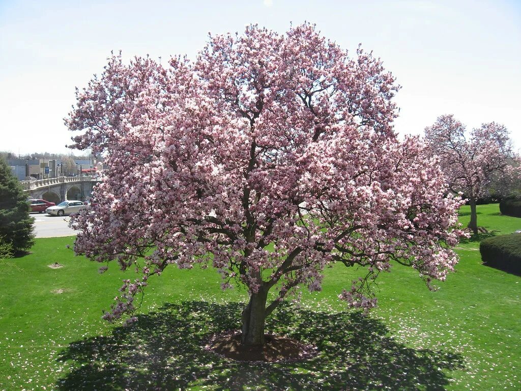 Ann Magnolia Magnolia trees, Landscaping trees, Magnolia