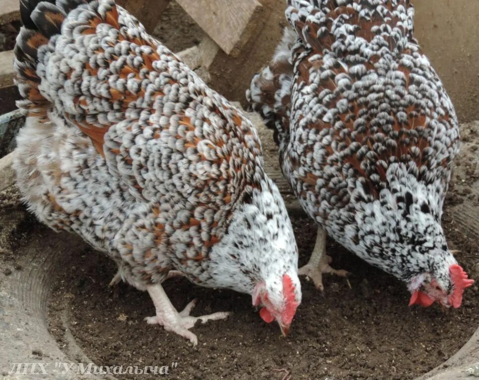 полтавское золото куры. загорская ситцевая. , порода цыплят рябчатая. ливенская ситцевая. популяция куриц.
