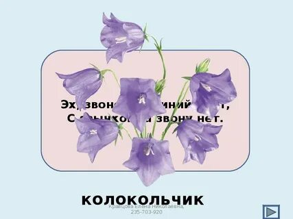 Колокольчик загадка