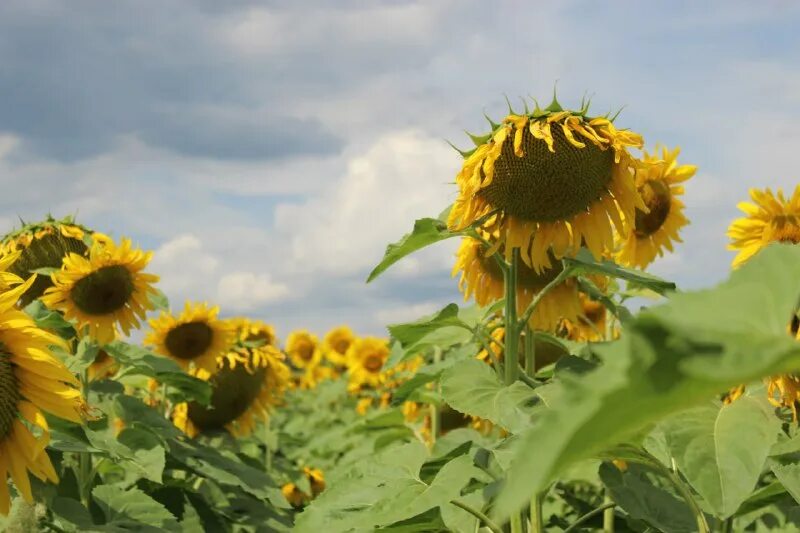 Гибрид подсолнечника натали. Подсолнух крючком мастер класс видео. Подсолнух 2023. Подсолнух фото. Символ ростова-на-дону подсолнух.
