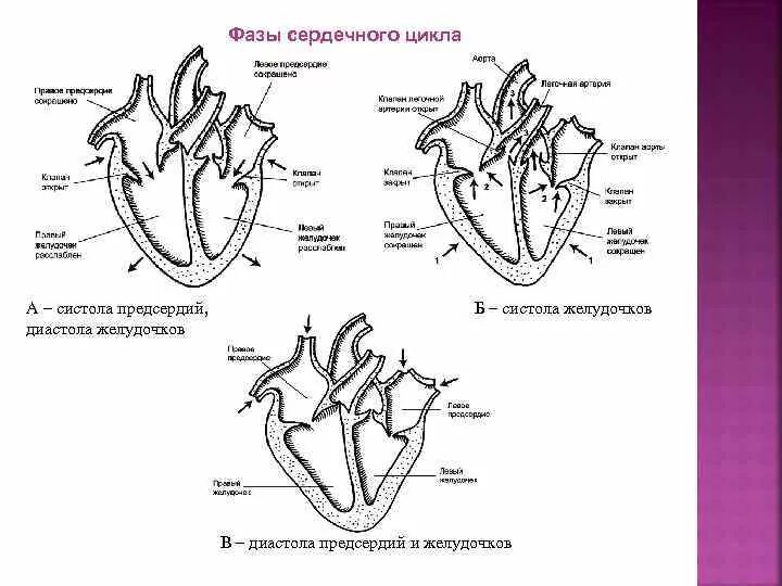 Цикл сердечной деятельности схема. Фазы сердечной деятельности схема. Схема систолы и диастолы сердца. Фазы сердечного цикла сокращение предсердий. Состояние предсердий во время систолы предсердий