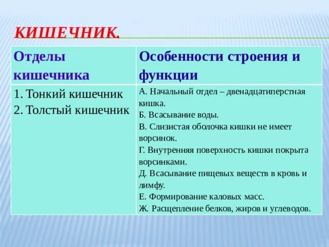 Кишечник особенности строения и функции. Тонкая кишка особенности строения и функции. Прямая кишка особенности строения и функции. Тонкий кишечник особенности строения и функции.