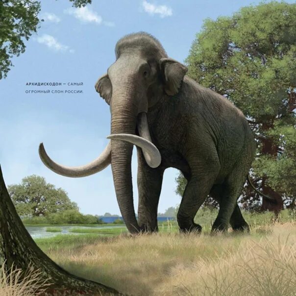 Сравнение мамонта и слога. Размеры мамонта и слона. Мамонт со слоном. Шерстистый мамонт и африканский слон. Мамонт примигениус.