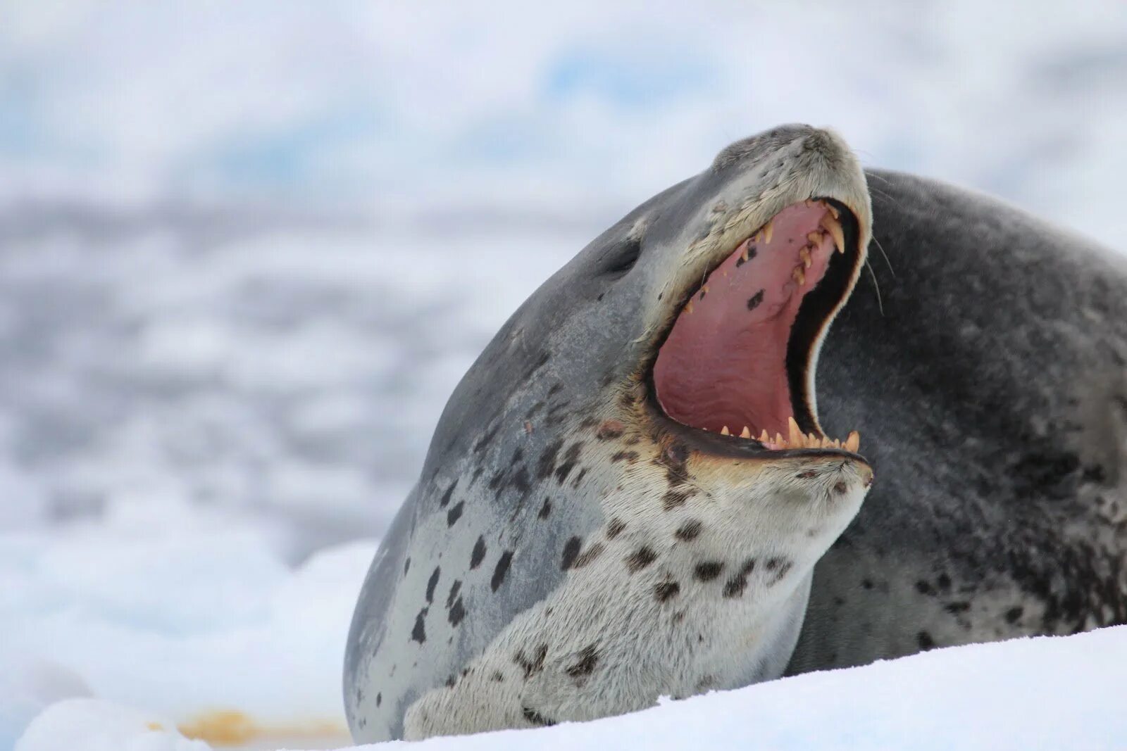 Зубы тюленя. Тюлень крабоед в Антарктиде. Морской леопард и тюлень крабоед. Белек морского леопарда. Ластоногие морской леопард.
