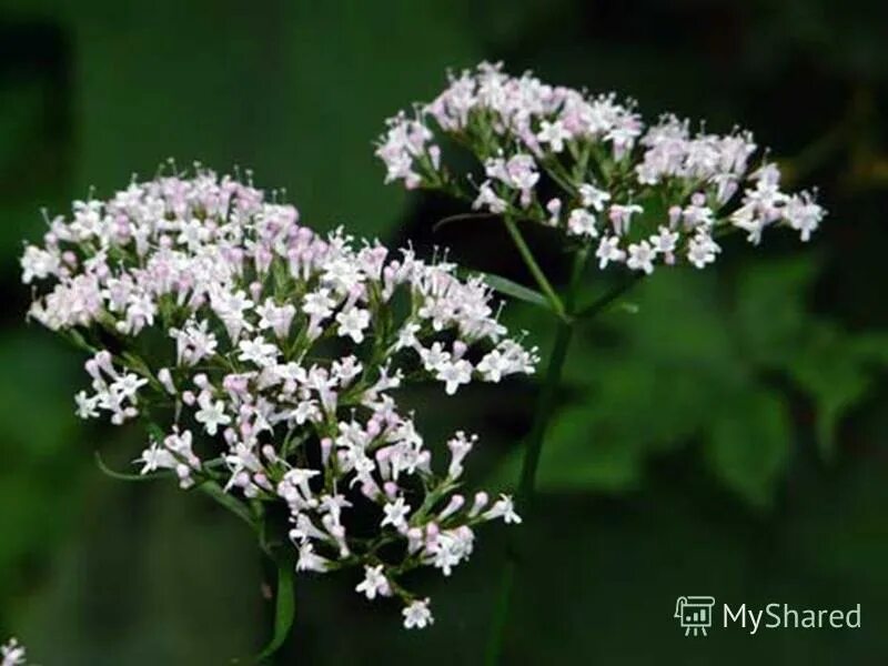 валериана лекарственная (кошачья трава). механизм действия валерианы фармакология. действующие начала валерианы. валерьяна лекарственное растение. настойка валерианы показания.