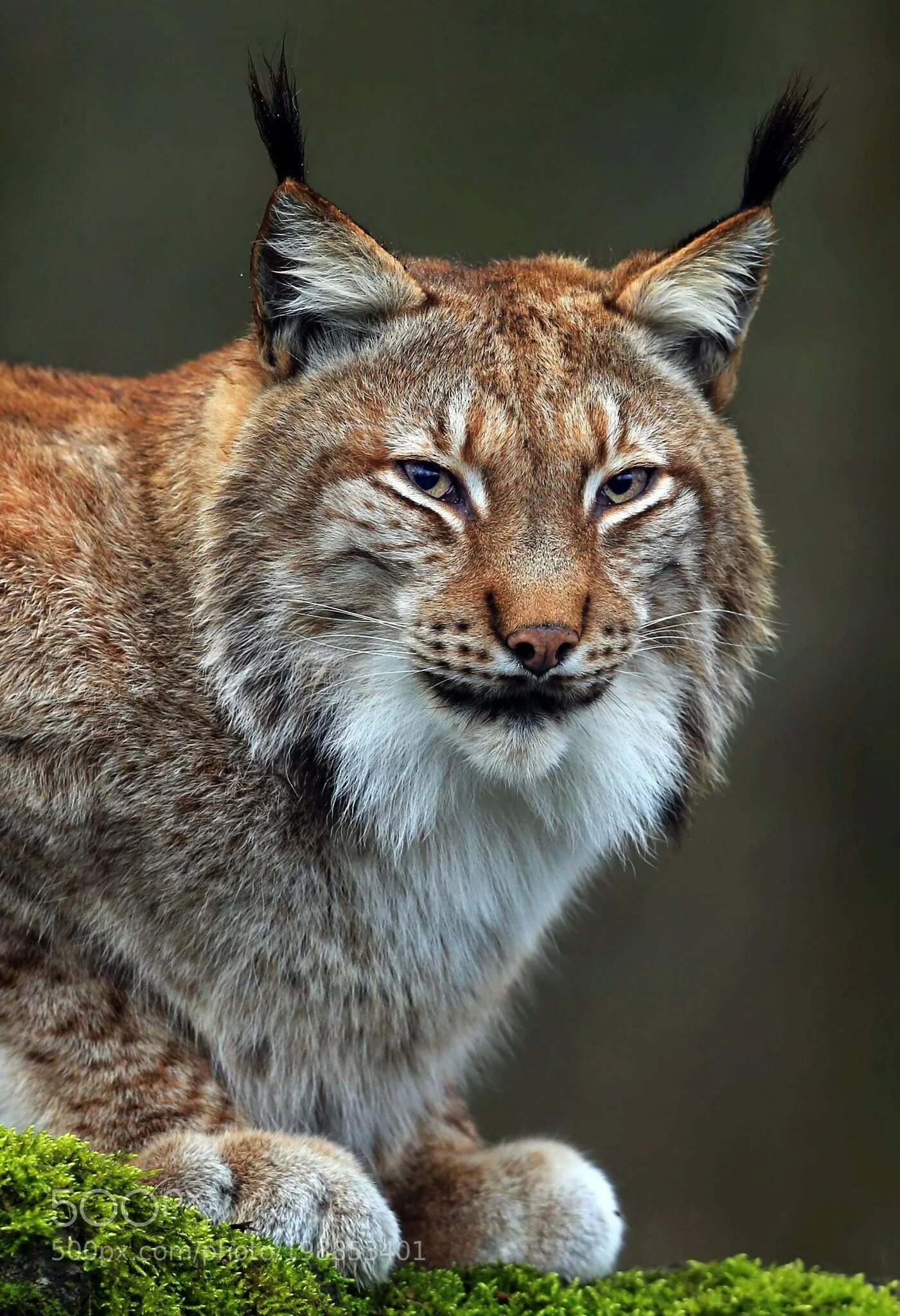 Рысь Линкс. Рысь - Lynx Lynx (Linnaeus, 1758). Гималайская Рысь. Восточносибирская Рысь. Рысь обыкновенная красная