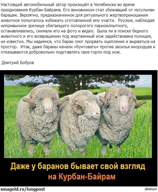 Что значит курбан. Курбан байрам. статус про овцу. паршивая овца в коллективе.