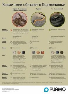 Карта гадюки