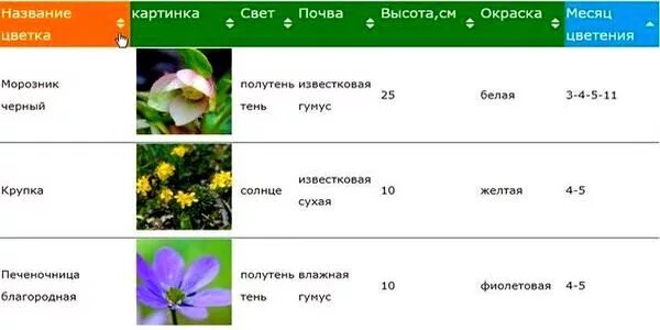 Через сколько лет начинает цвести. Таблица цветения многолетников. Периоды цветения растений. Цветы по периоду цветения. Календарь цветения многолетников.