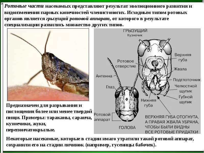 Ротовые части насекомых. Грызущий ротовой апарт у насекомых. Строение грызущего ротового аппарата. Строение ротовых органов насекомых.