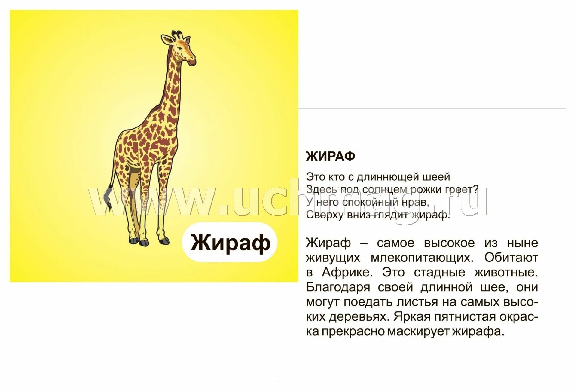 Стих про жаркие страны. Стихи про животных жарких стран для детей. животные жарких стран загадки для детей. животные жарких стран стихи для дошкольников. загадки про животных жарких стран.