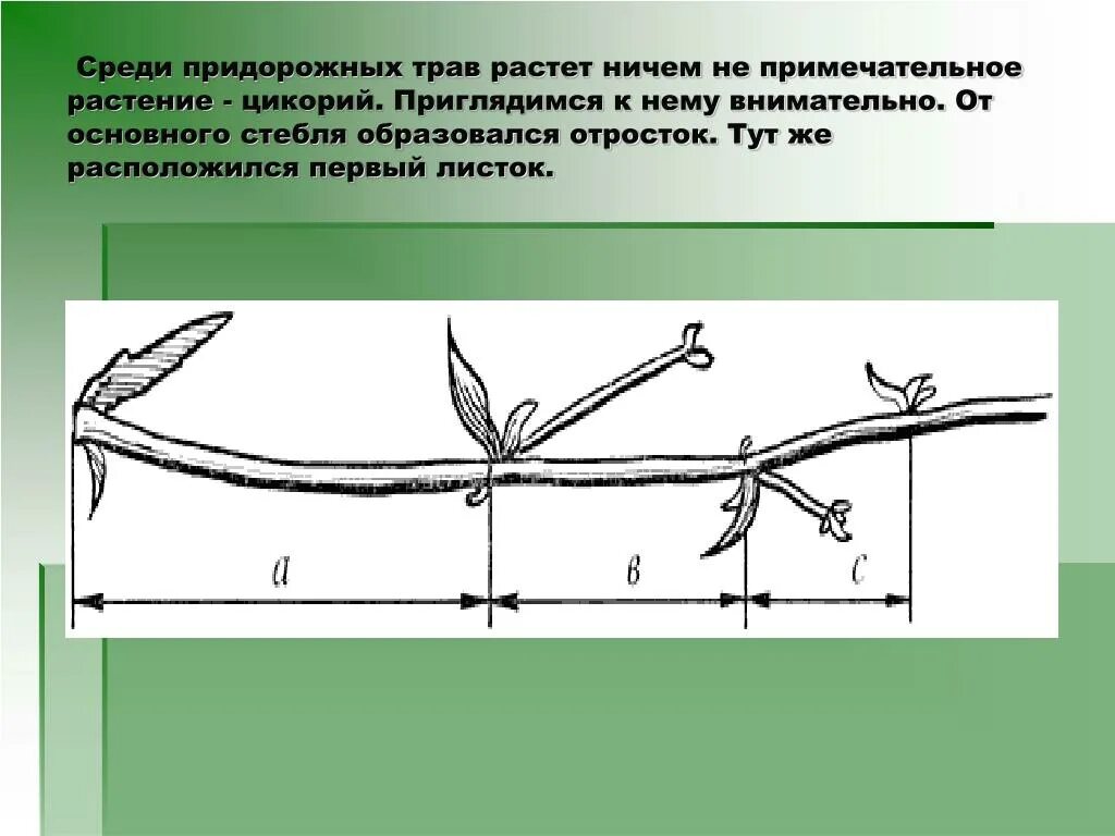 Придорожные растения. Придорожные растения примеры. Придорожное сообщество растений. Виды придорожных трав. Придорожный листья