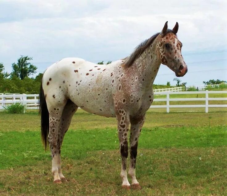 Appaloosas Appaloosa horses, Beautiful horses, Horses