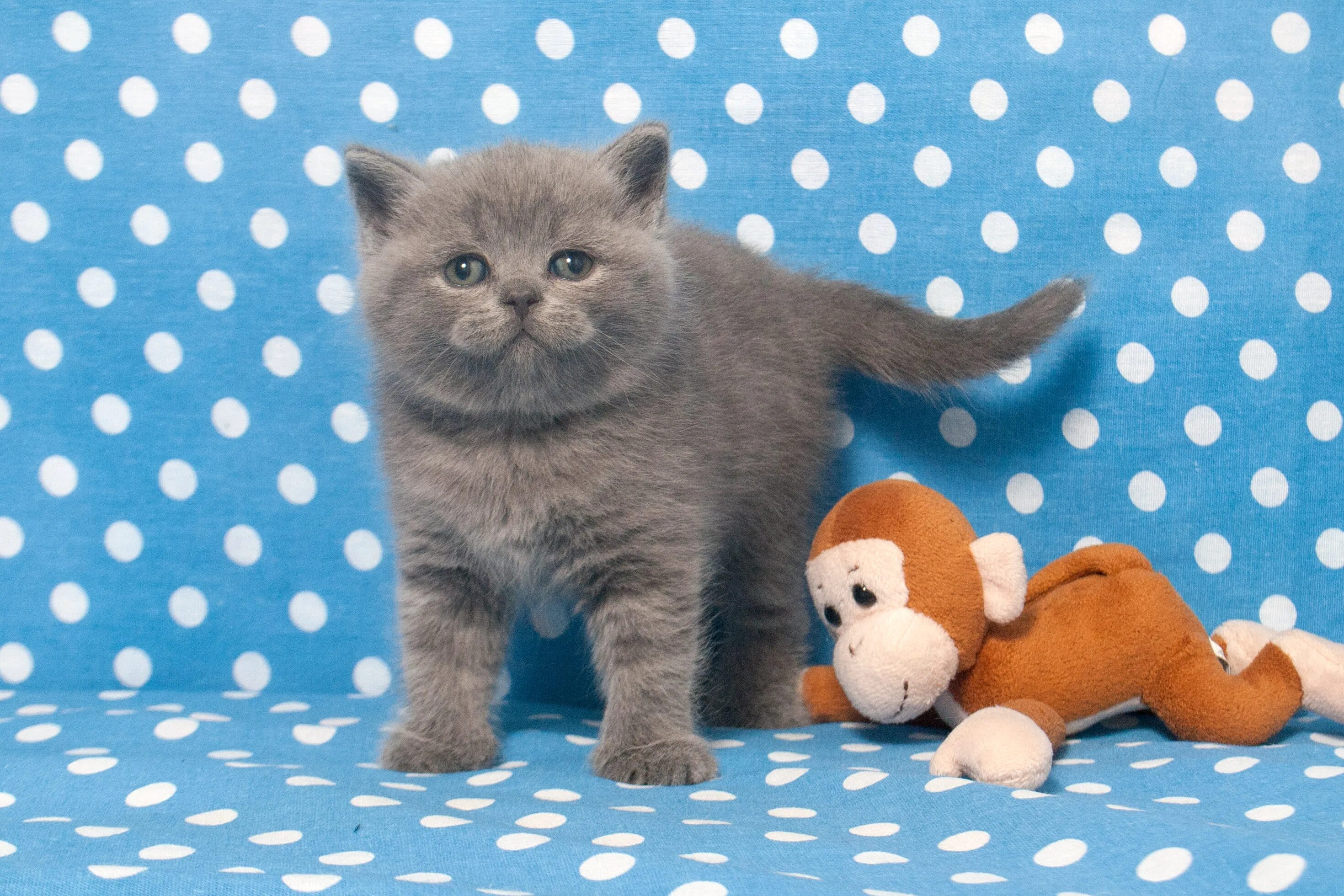 Шотландские котята спб. Голубой британец котенок. Британские голубые котята. Игрушки для британского котенка. Котята британцы фото.