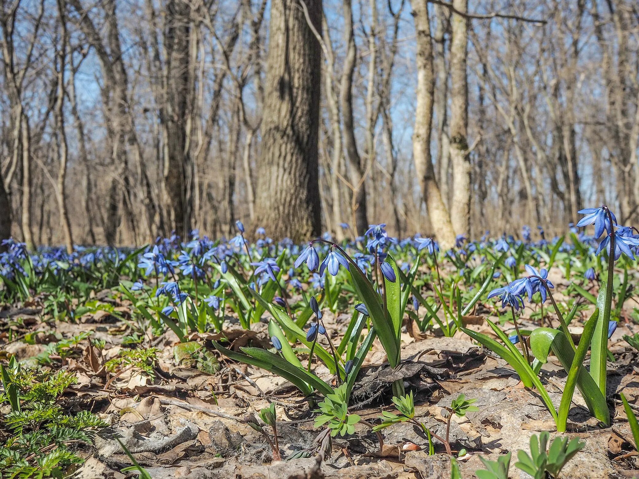 лесной первоцвет сиреневый. первые лесные цветы весны. пролеска пролесковидная. первоцветы урала прострел. первые лесные цветы весны.