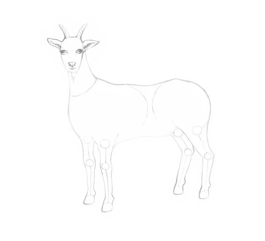 Рисование в средней группе козлятки выбежали погулять. Коза для рисования. Рисование козленок. Коза карандашом. Коза для срисовки.