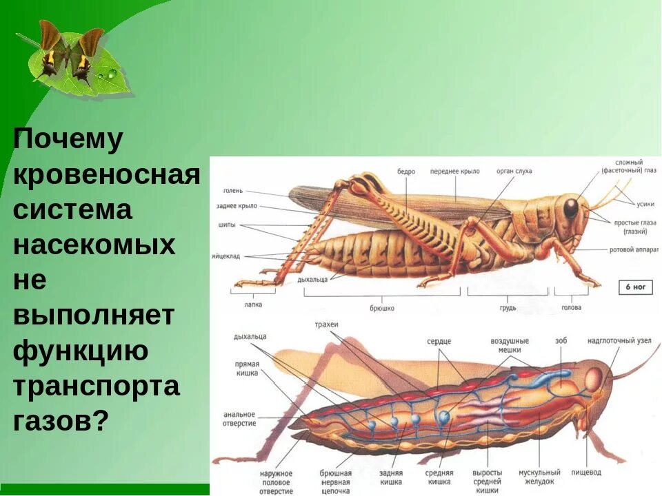 Кровообращение у насекомых. Внутреннее строение насекомых кровеносная система. Пищеварительная система кузнечика. Незамкнутая кровеносная система насекомых. Кровеносная система насекомых кратко.