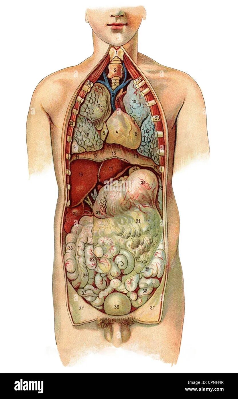 Внутренние органы человека. Расположение внутренних органов. Расположение органов у человека. Расположение внутренних органов у женщин. Фото анатомии человека женщин внутренних органов